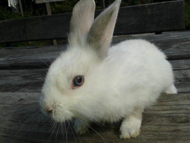 Kanin Prinsebasse billede 3