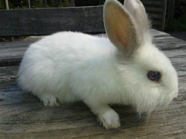 Kanin Prinsebasse billede 1