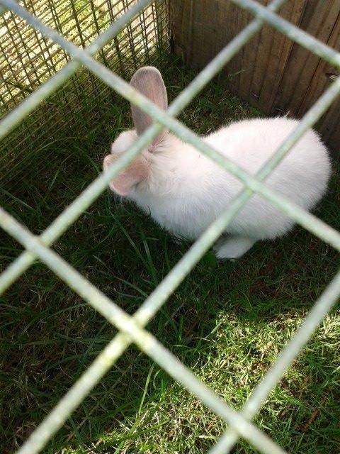 Kanin Prinsebasse billede 4