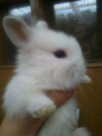 Kanin Prinsebasse billede 5
