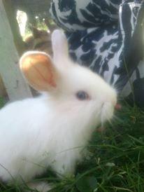 Kanin Prinsebasse billede 6