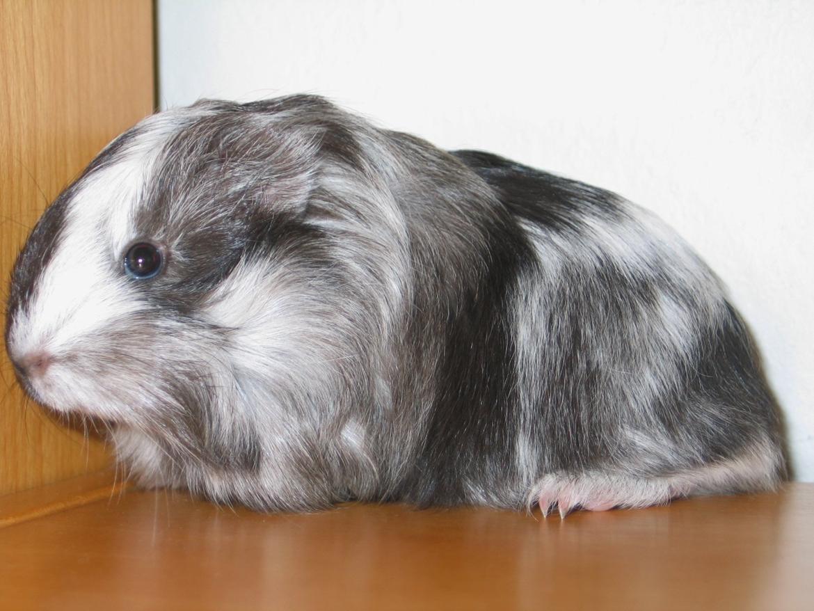 Marsvin Bella billede 23