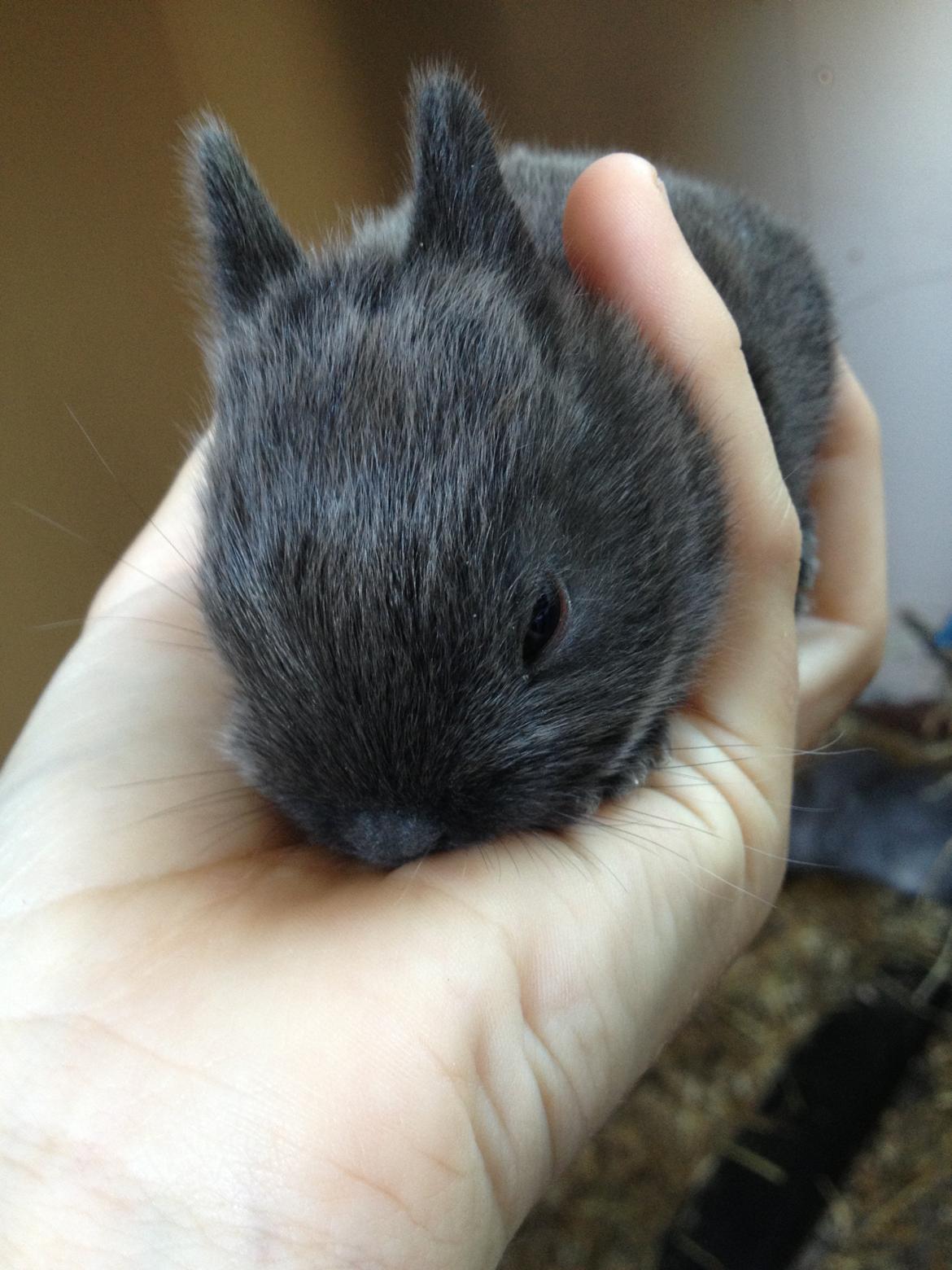 Kanin Ingemanns Prince Charming billede 11