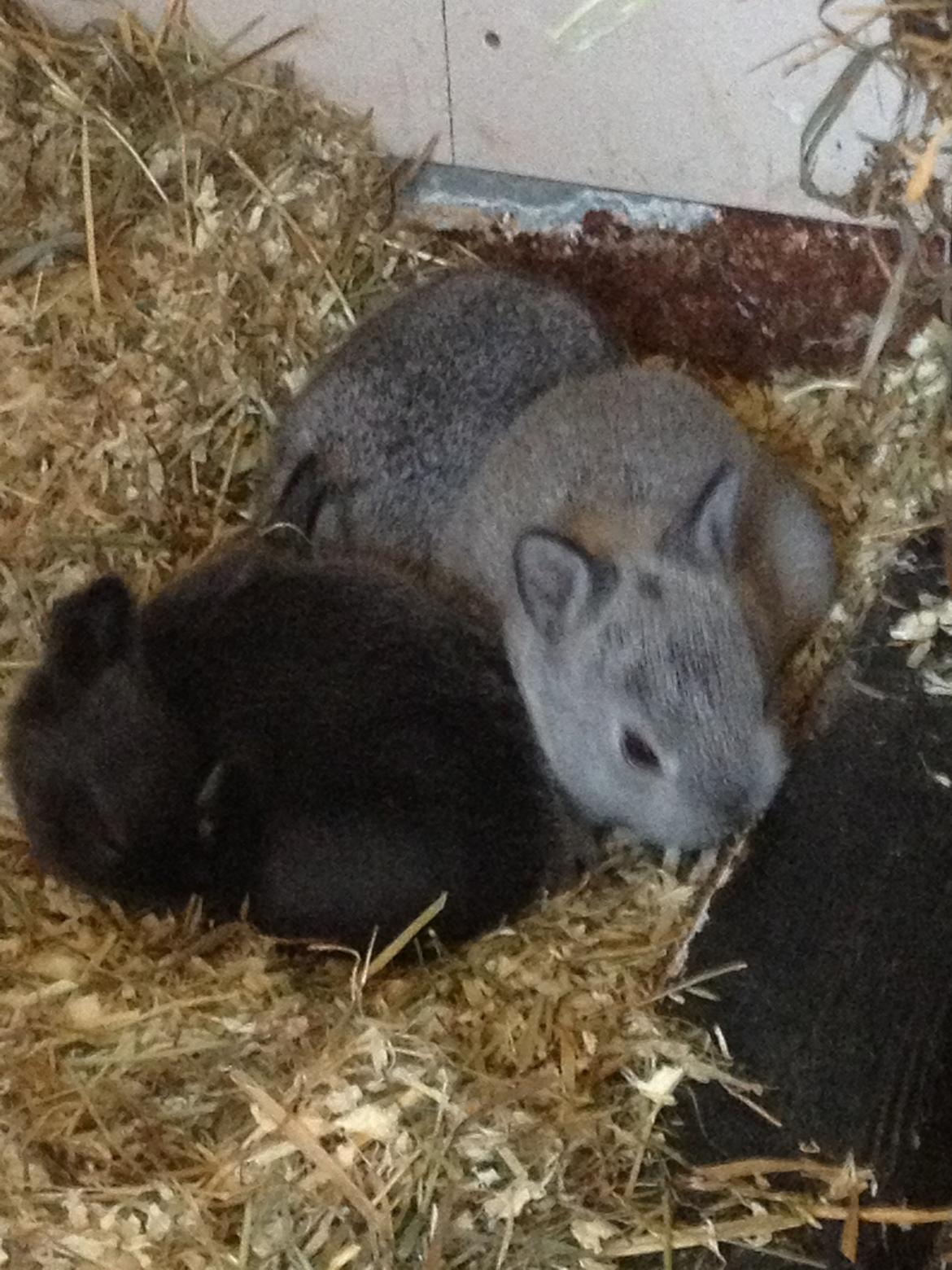 Kanin Ingemanns Prince Charming billede 10