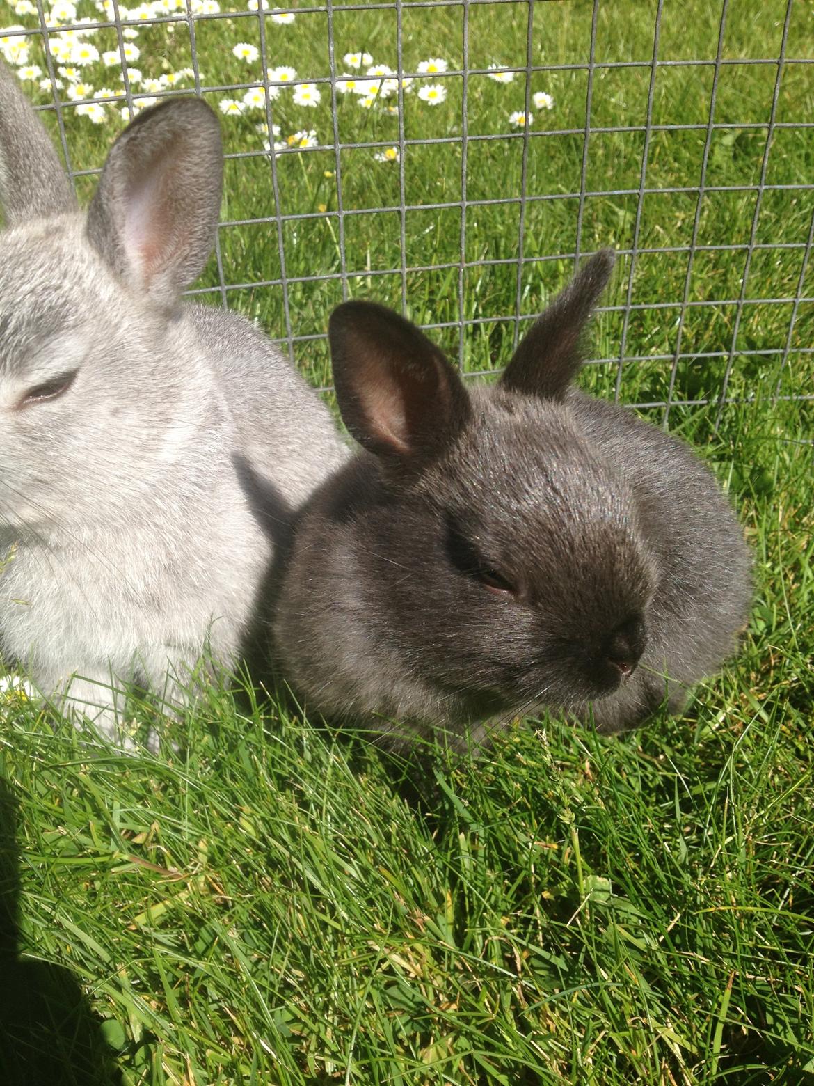 Kanin Ingemanns Prince Charming billede 9