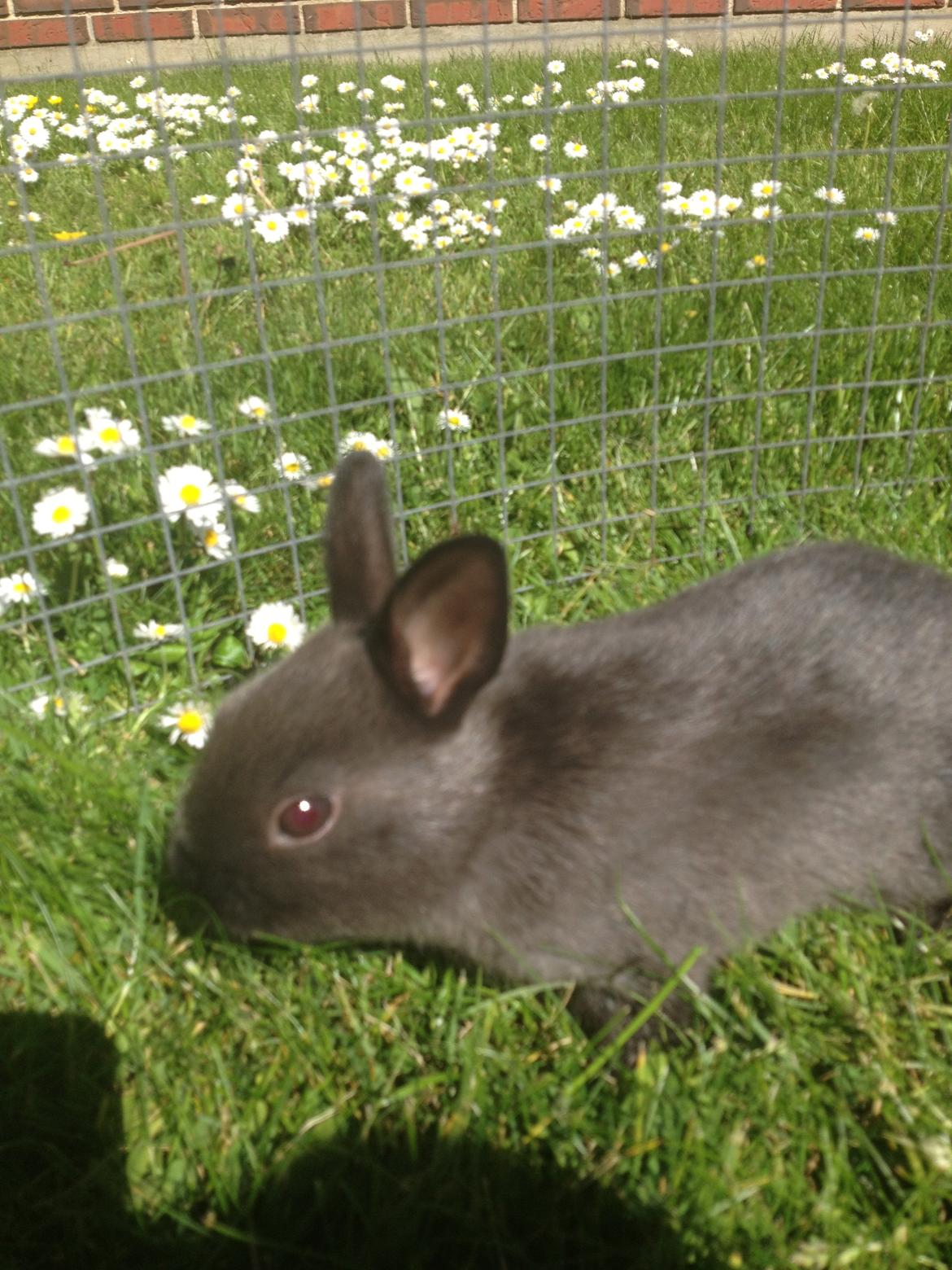 Kanin Ingemanns Prince Charming billede 6