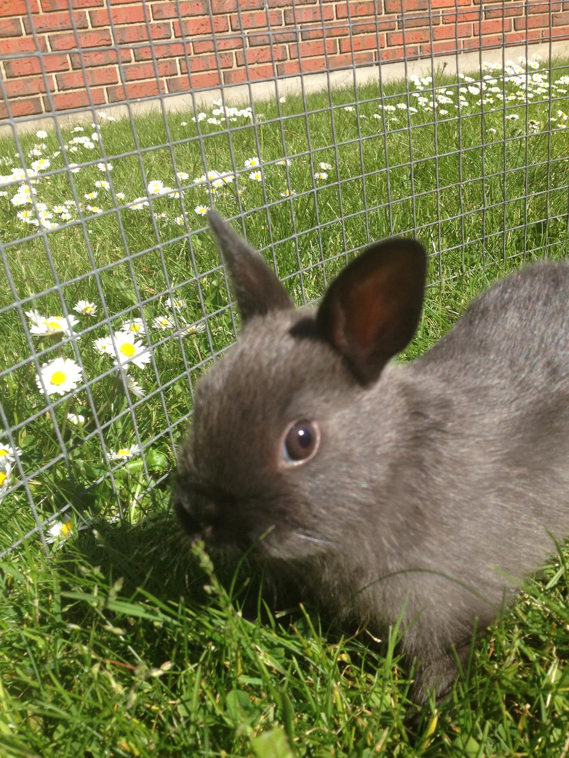 Kanin Ingemanns Prince Charming billede 8