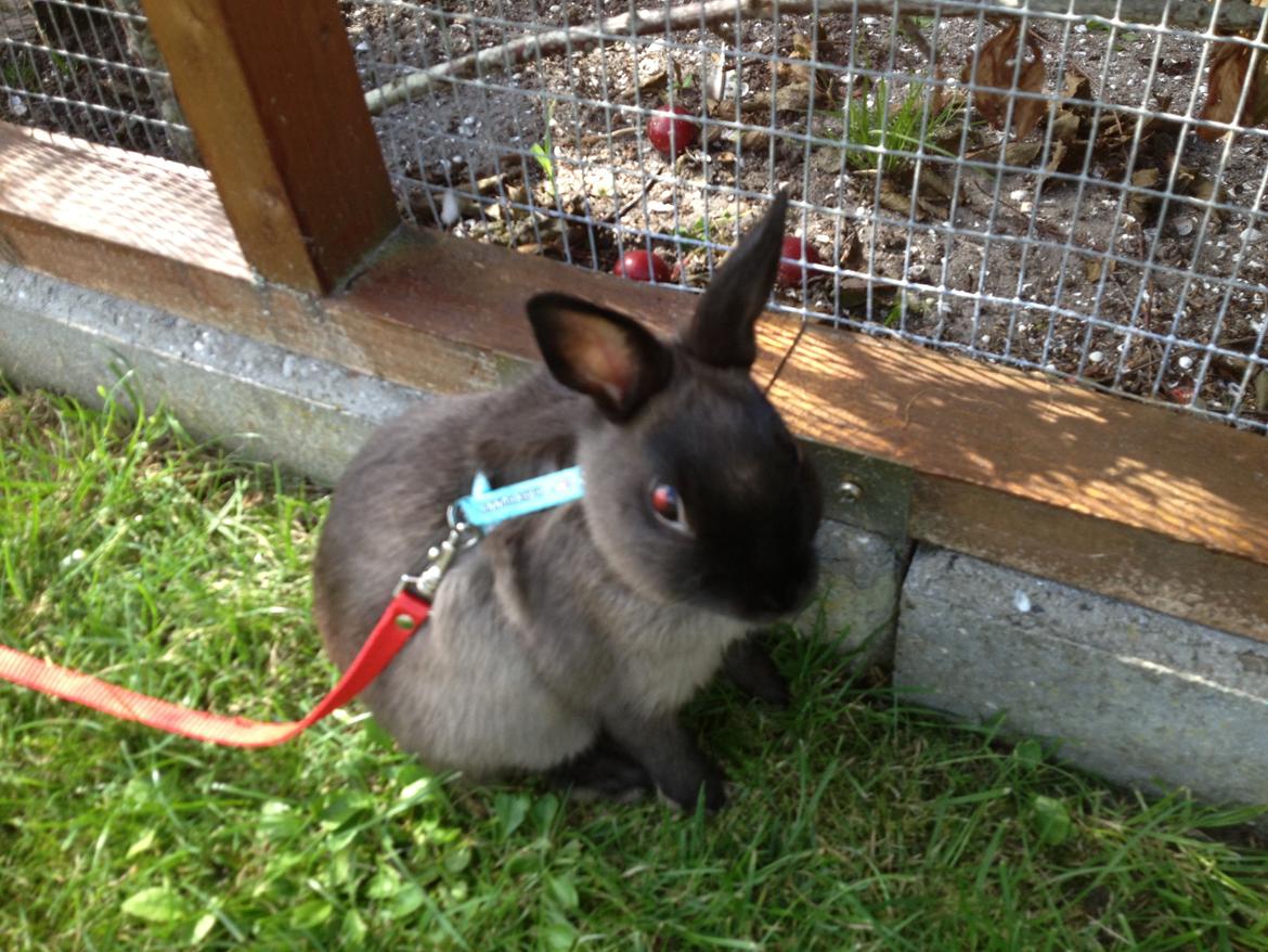 Kanin Ingemanns Prince Charming billede 7