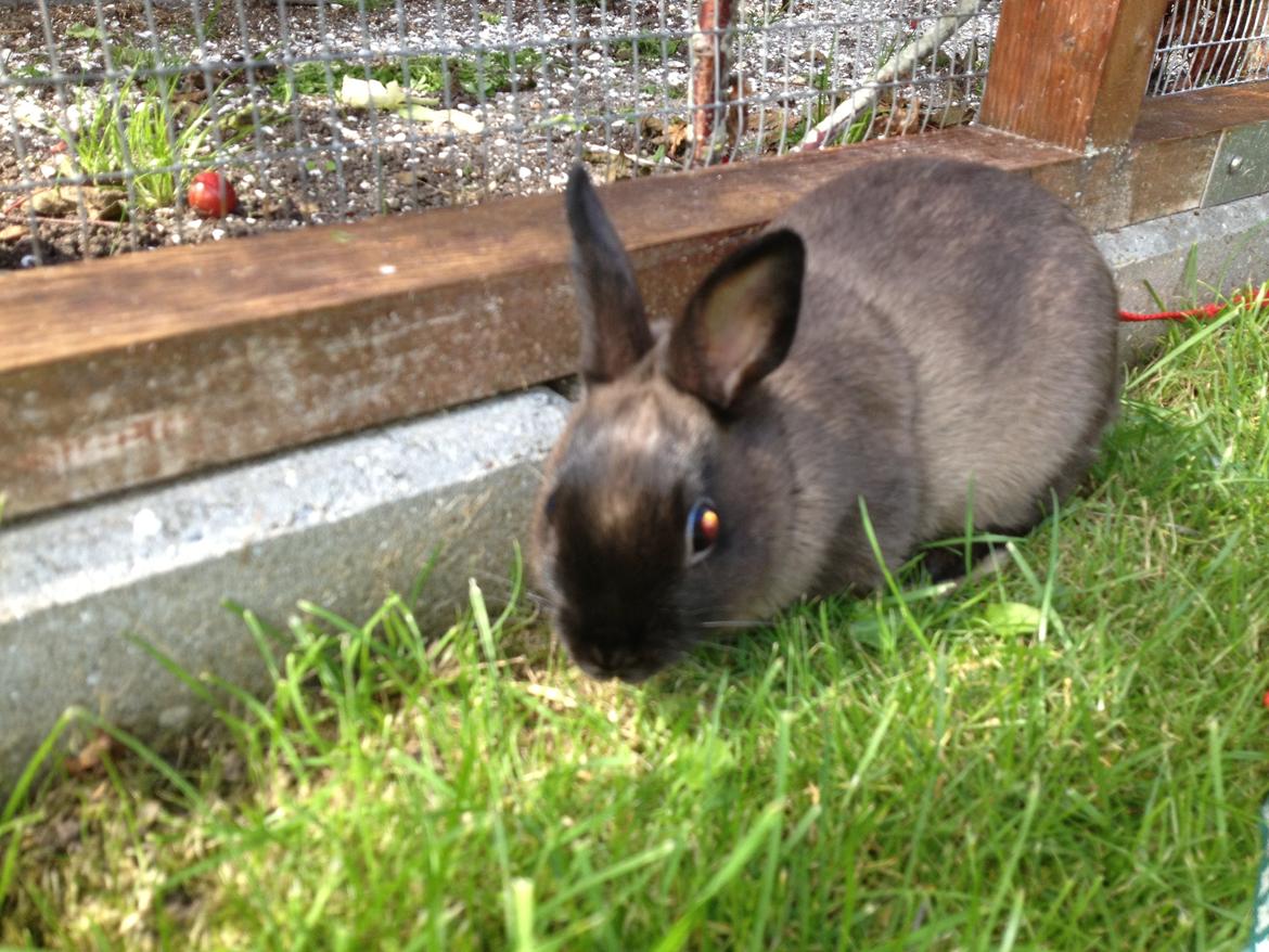 Kanin Ingemanns Prince Charming billede 5