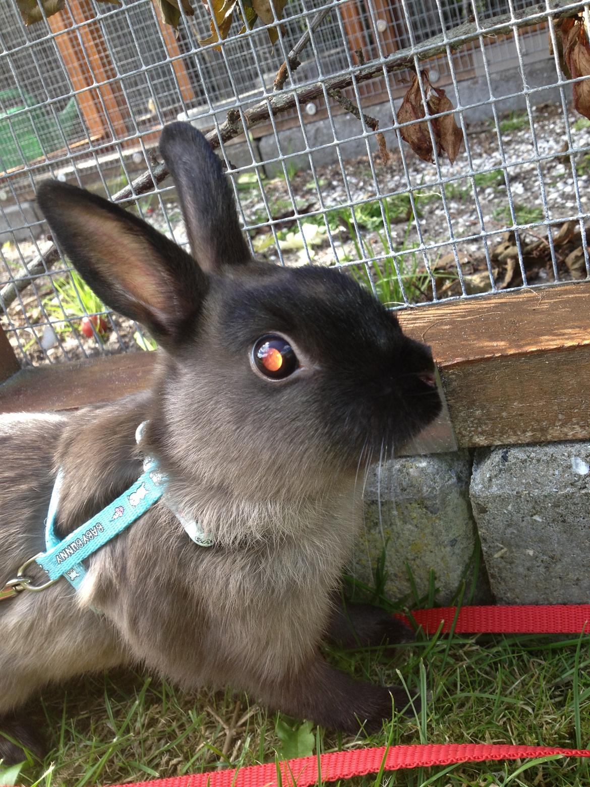 Kanin Ingemanns Prince Charming - Velkommen til Princess's profil! billede 1