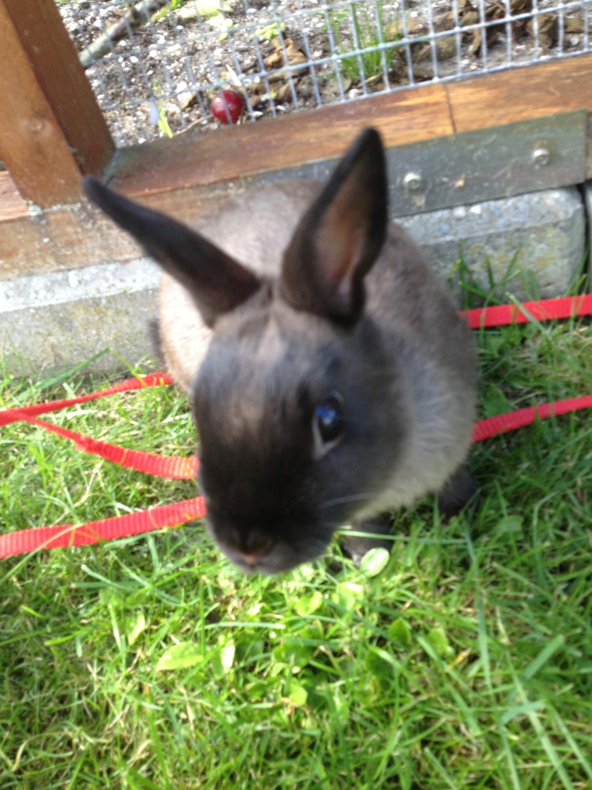 Kanin Ingemanns Prince Charming billede 4