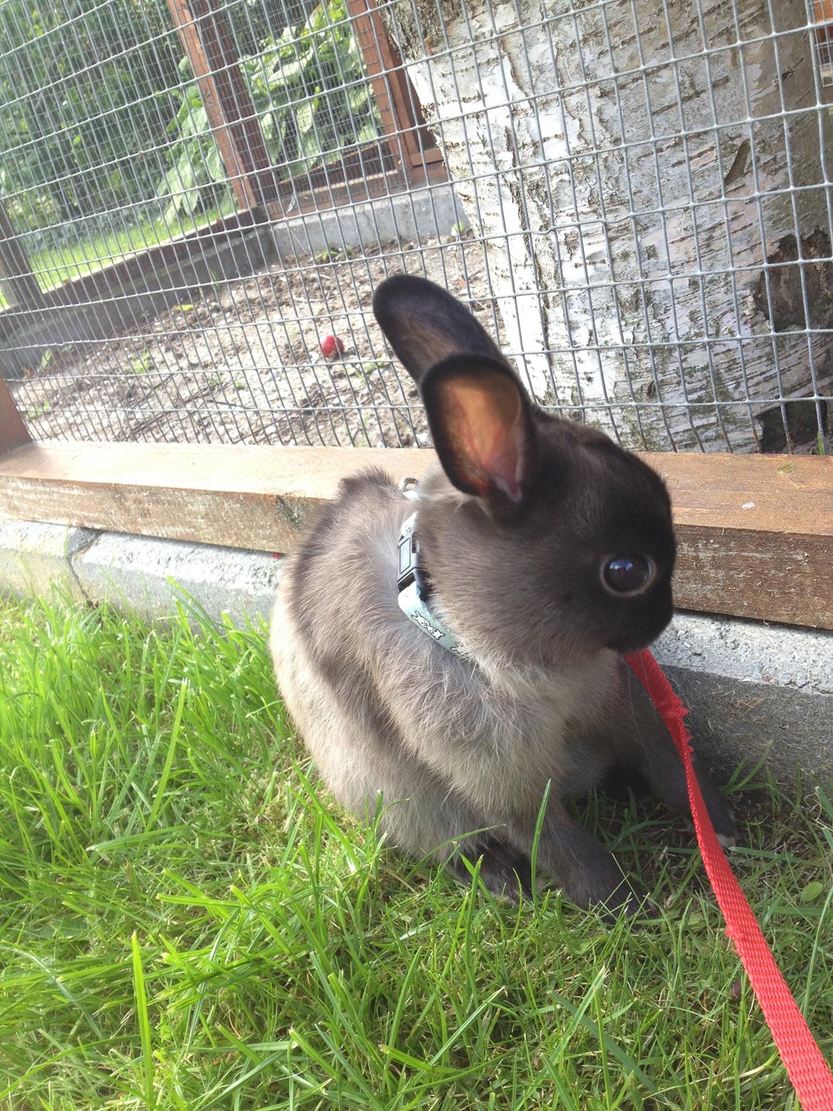 Kanin Ingemanns Prince Charming billede 3