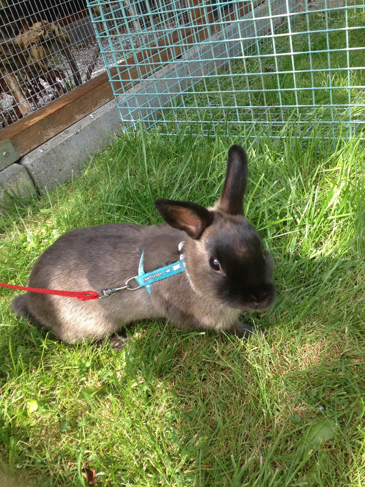 Kanin Ingemanns Prince Charming billede 2