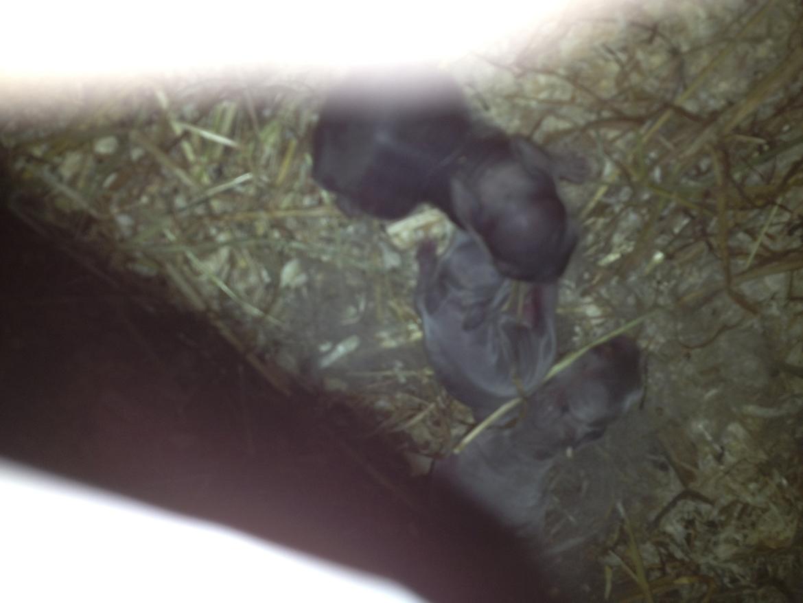 Kanin Ingemanns Silver Lightning. - Dårlig kvali. billede 19