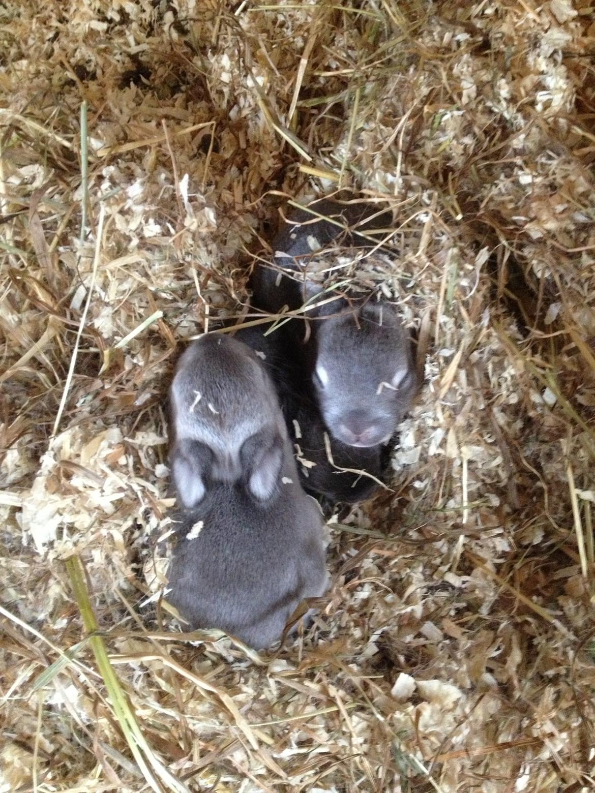 Kanin Ingemanns Silver Lightning. billede 18