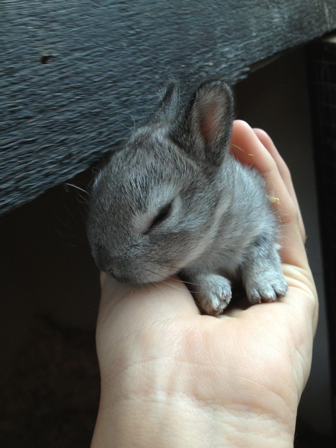 Kanin Ingemanns Silver Lightning. billede 17