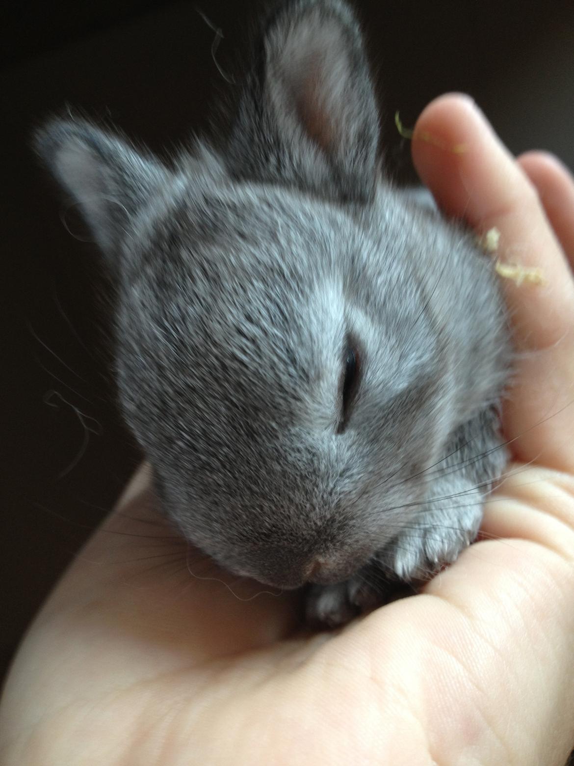 Kanin Ingemanns Silver Lightning. billede 16