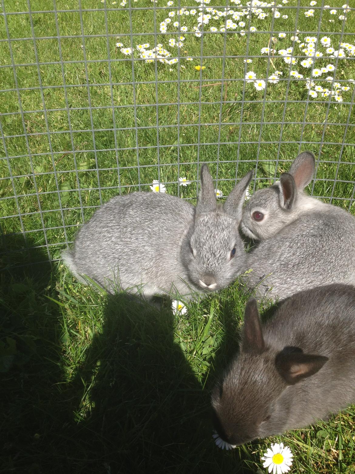 Kanin Ingemanns Silver Lightning. billede 15