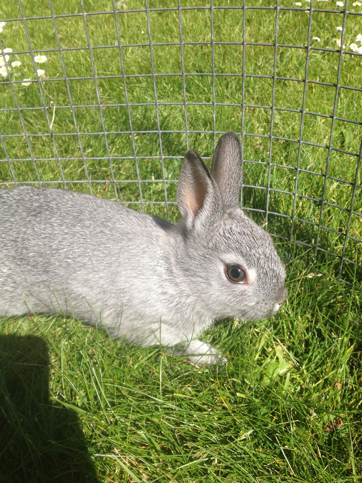 Kanin Ingemanns Silver Lightning. billede 14