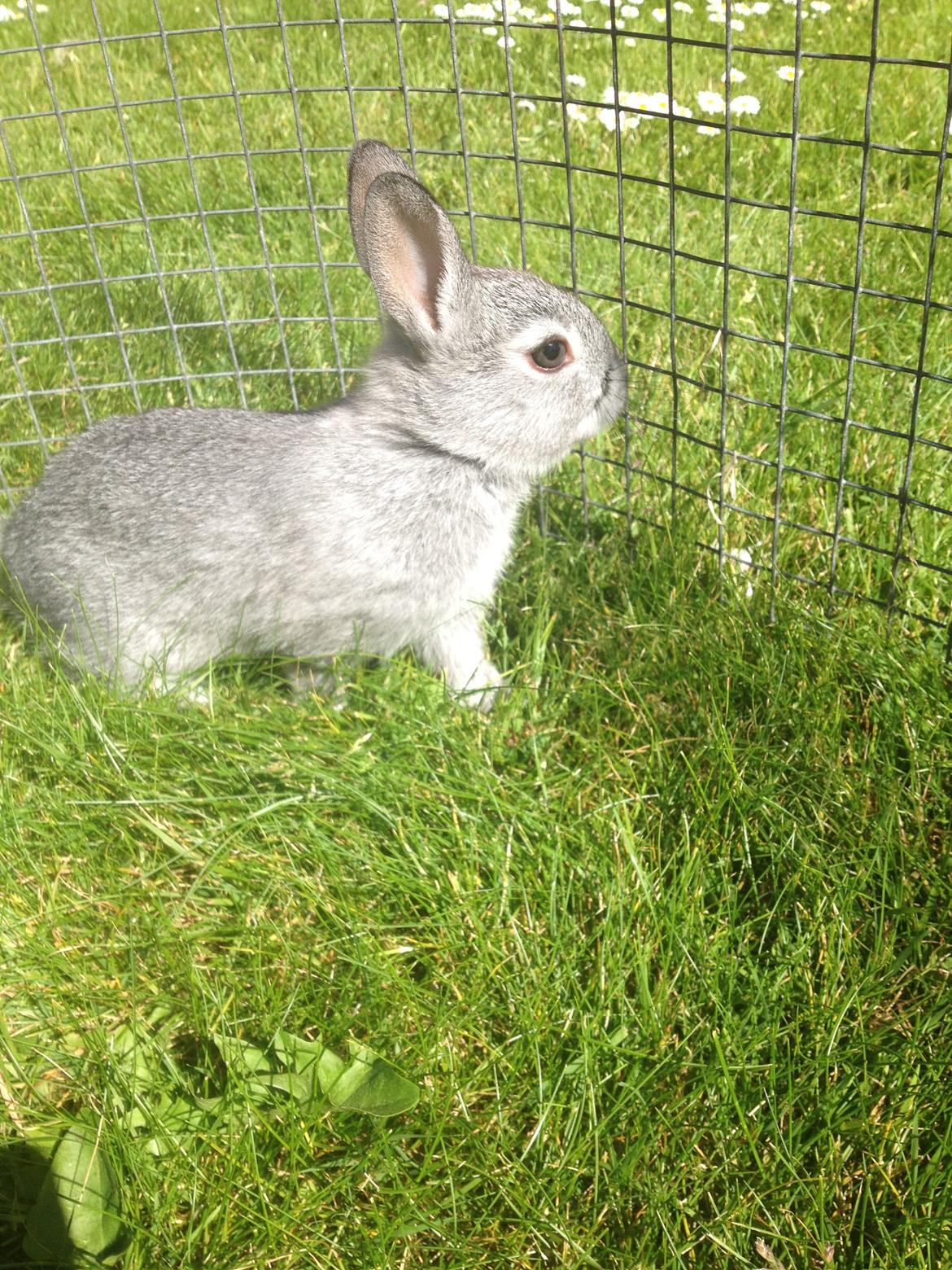 Kanin Ingemanns Silver Lightning. billede 13