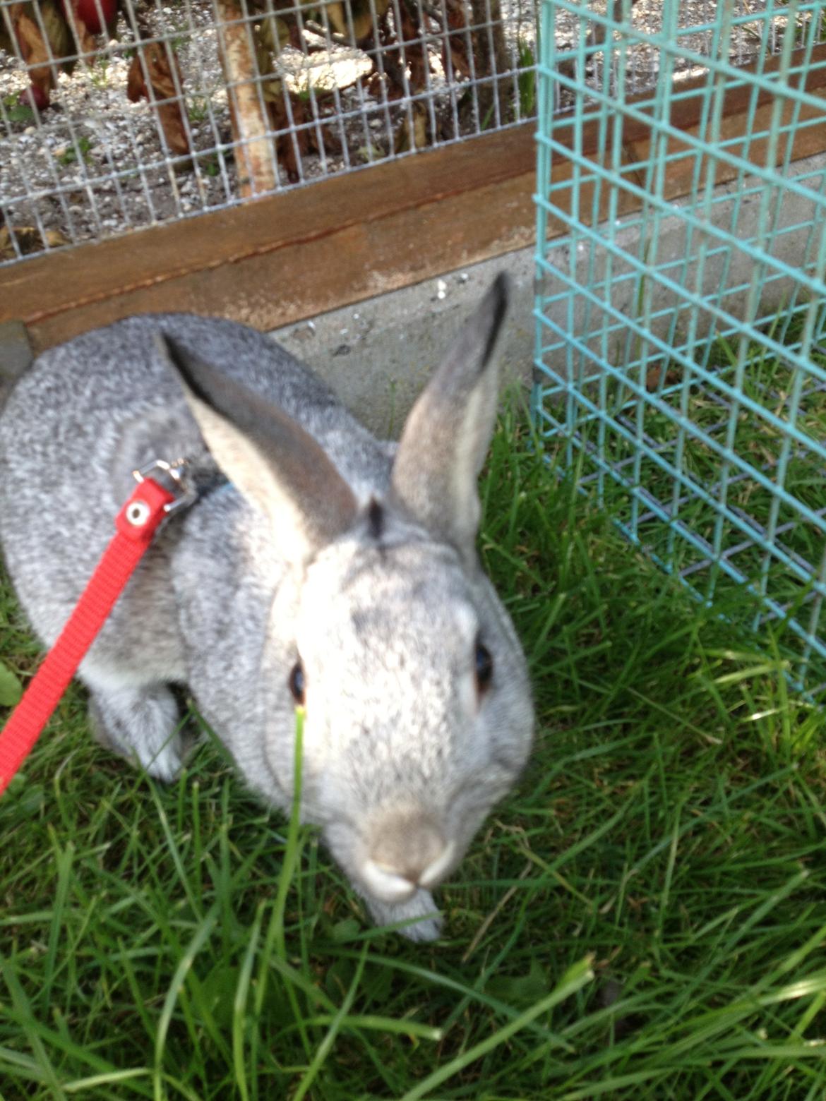 Kanin Ingemanns Silver Lightning. billede 12