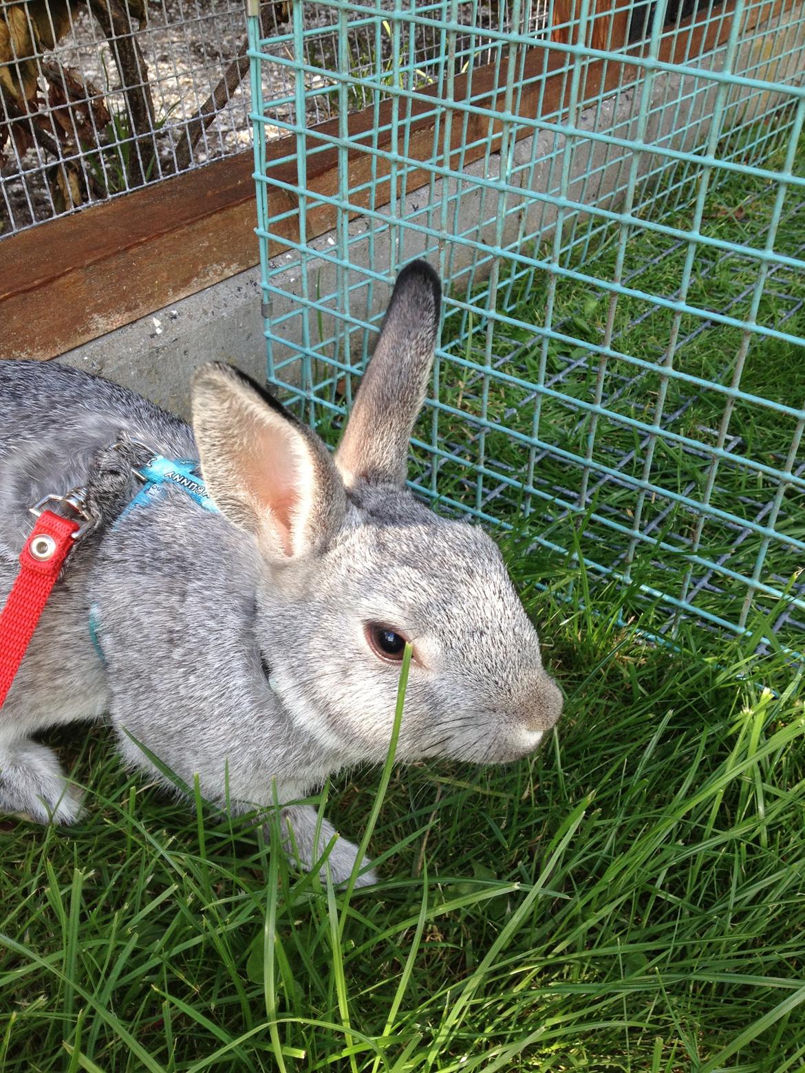 Kanin Ingemanns Silver Lightning. billede 2