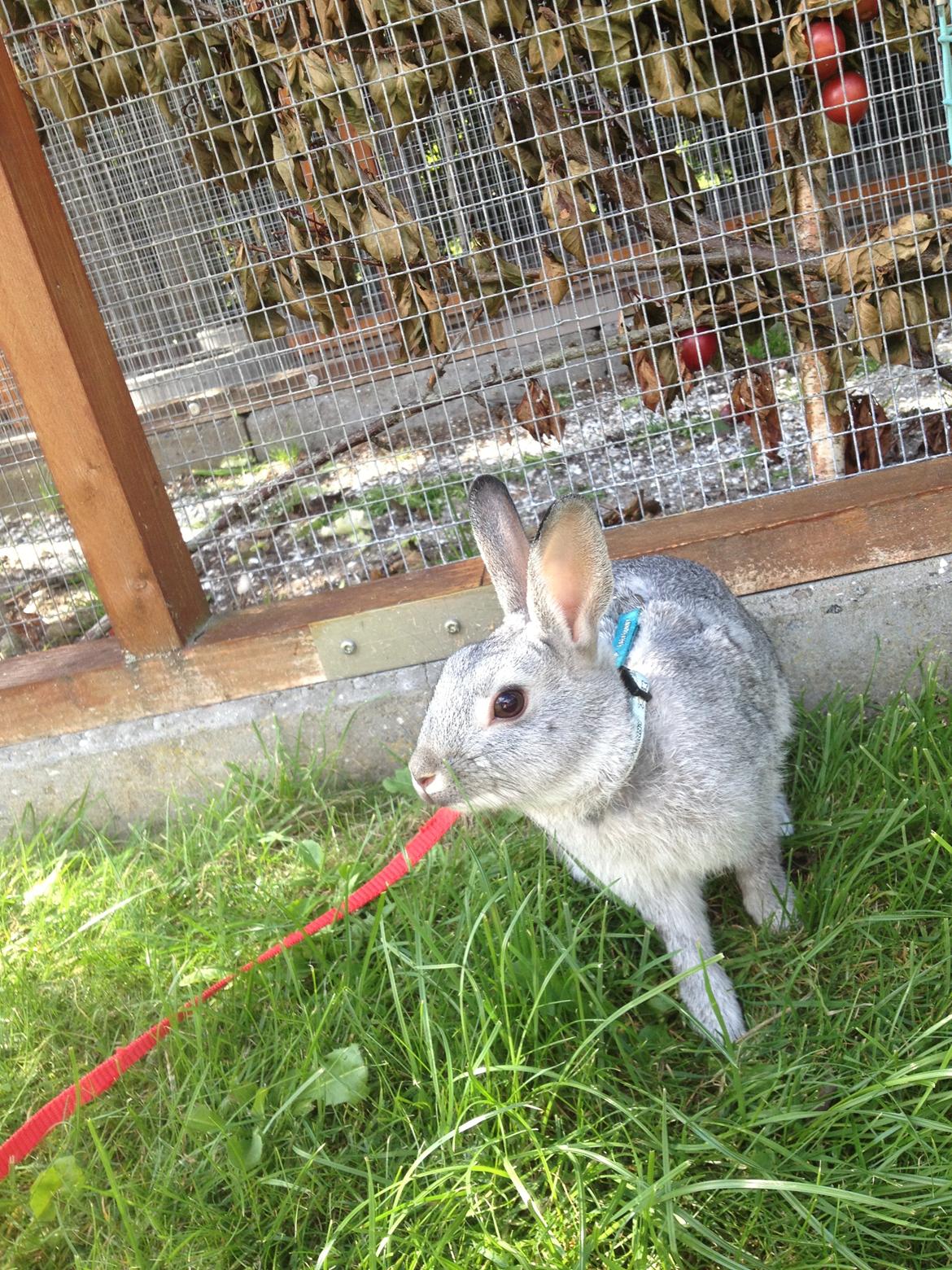 Kanin Ingemanns Silver Lightning. billede 4