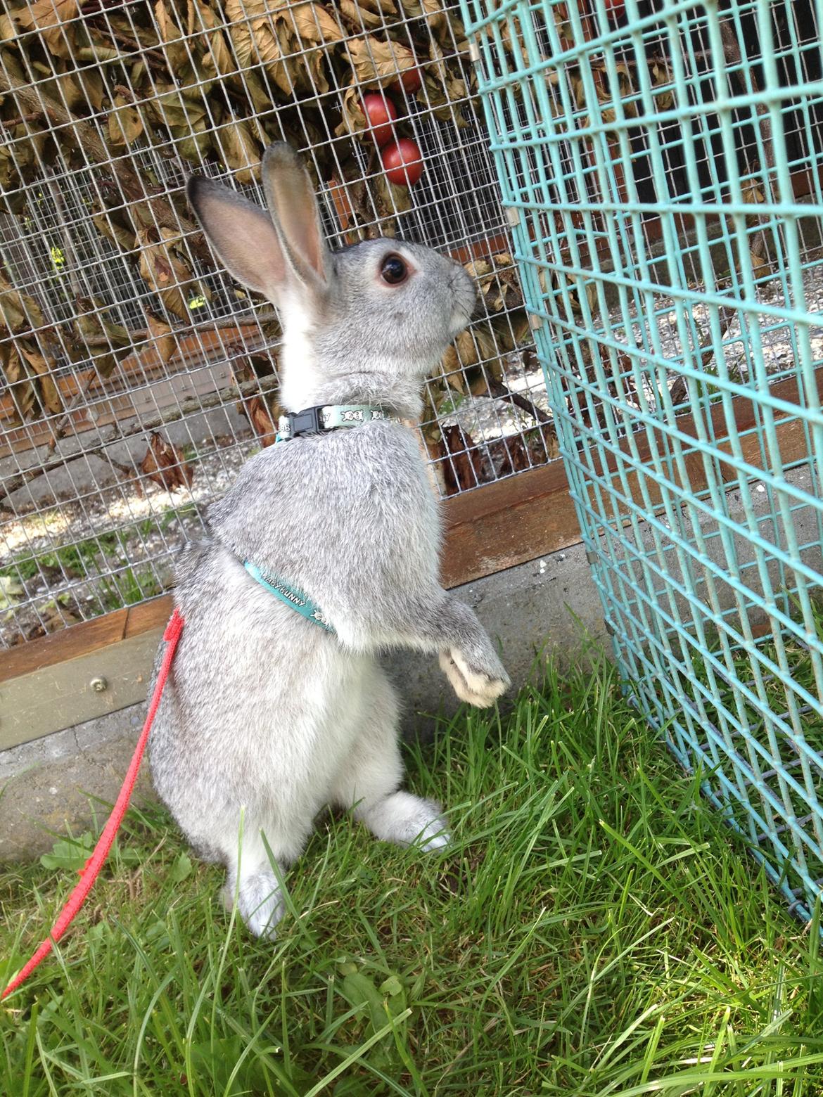 Kanin Ingemanns Silver Lightning. billede 9