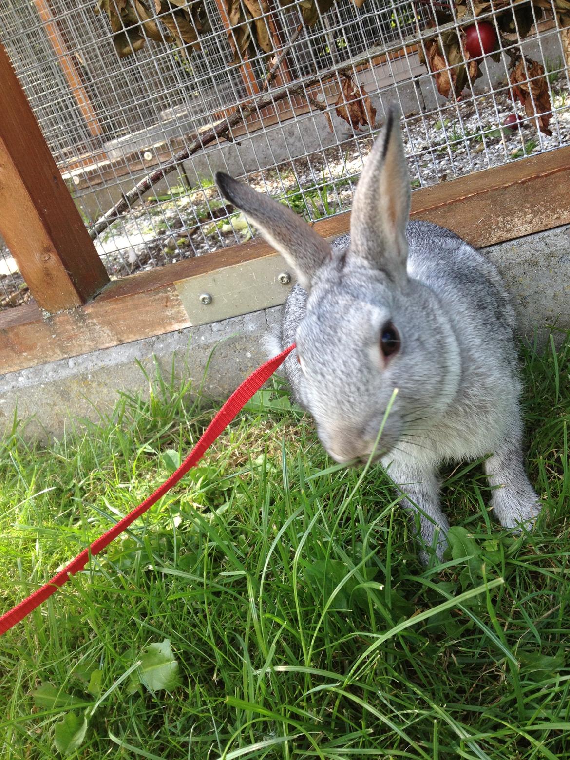 Kanin Ingemanns Silver Lightning. billede 8