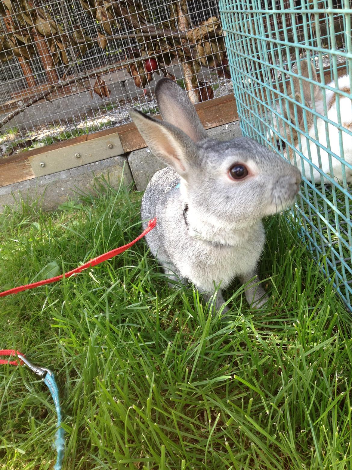 Kanin Ingemanns Silver Lightning. billede 7