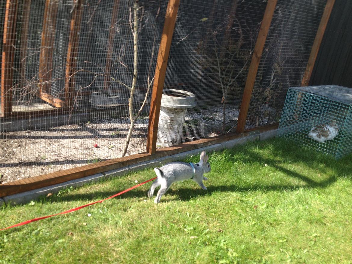 Kanin Ingemanns Silver Lightning. billede 10