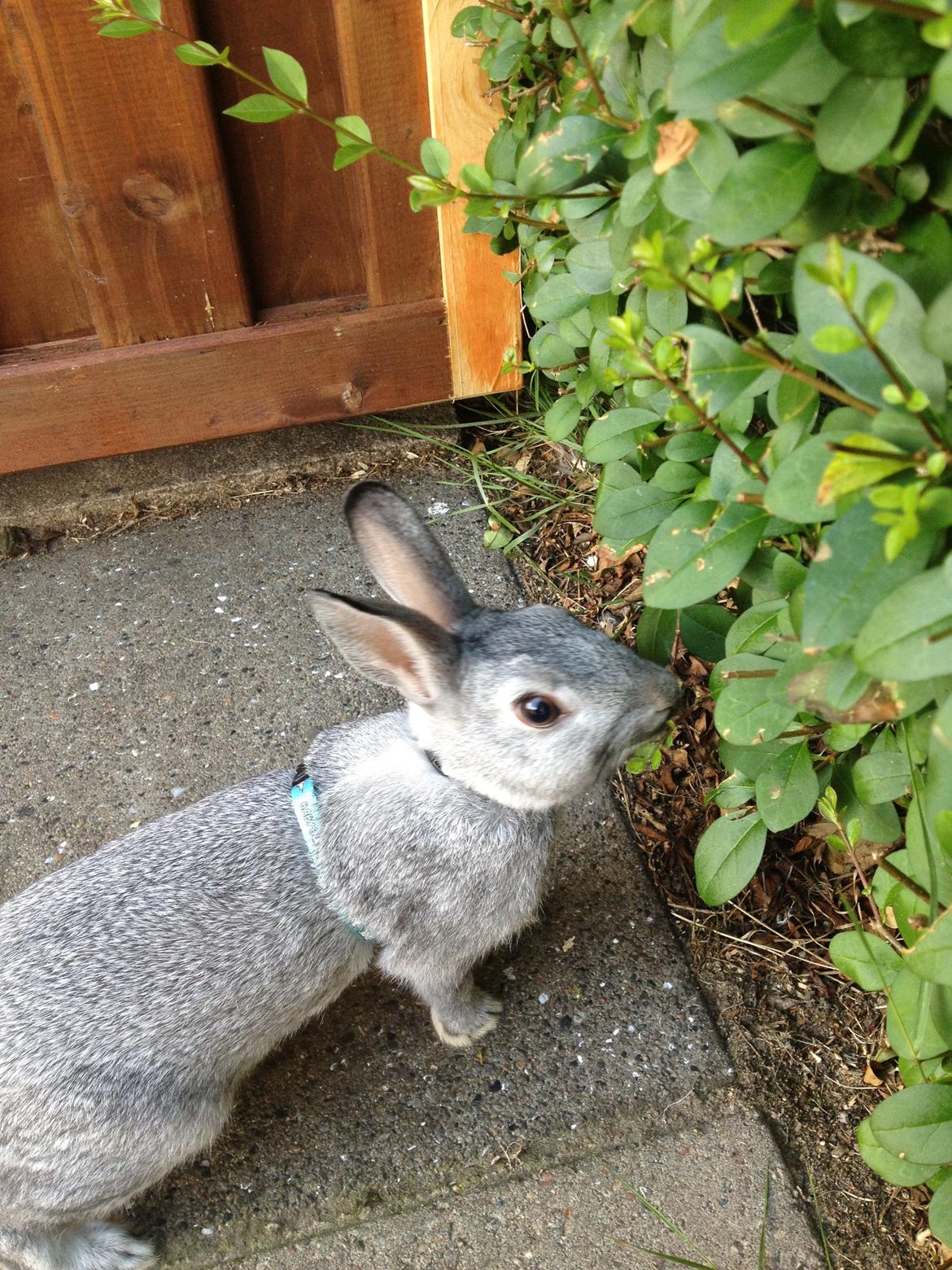 Kanin Ingemanns Silver Lightning. billede 5