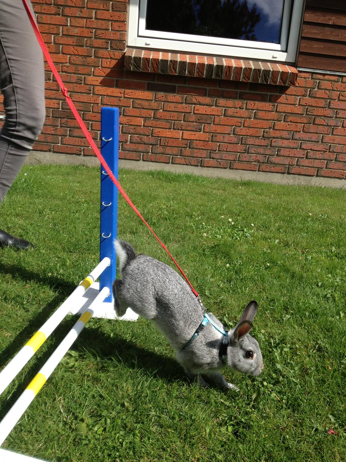 Kanin Ingemanns Silver Lightning. billede 6