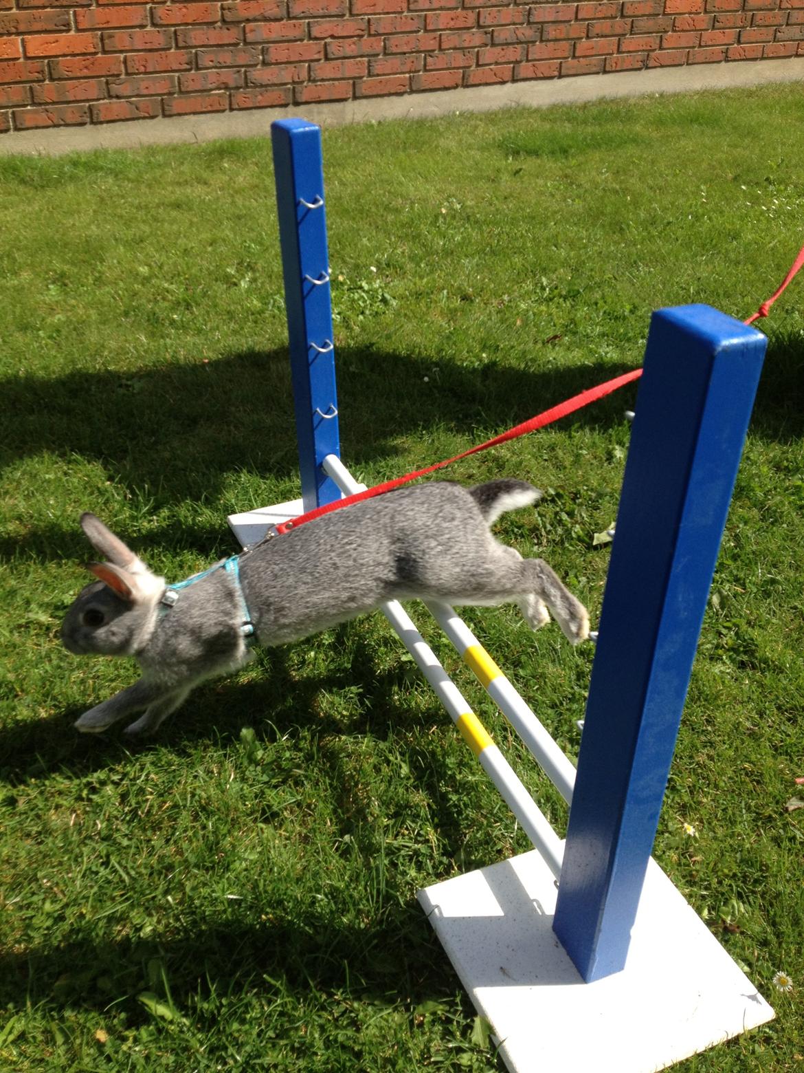 Kanin Ingemanns Silver Lightning. - Velkommen til Silver's profil. billede 1