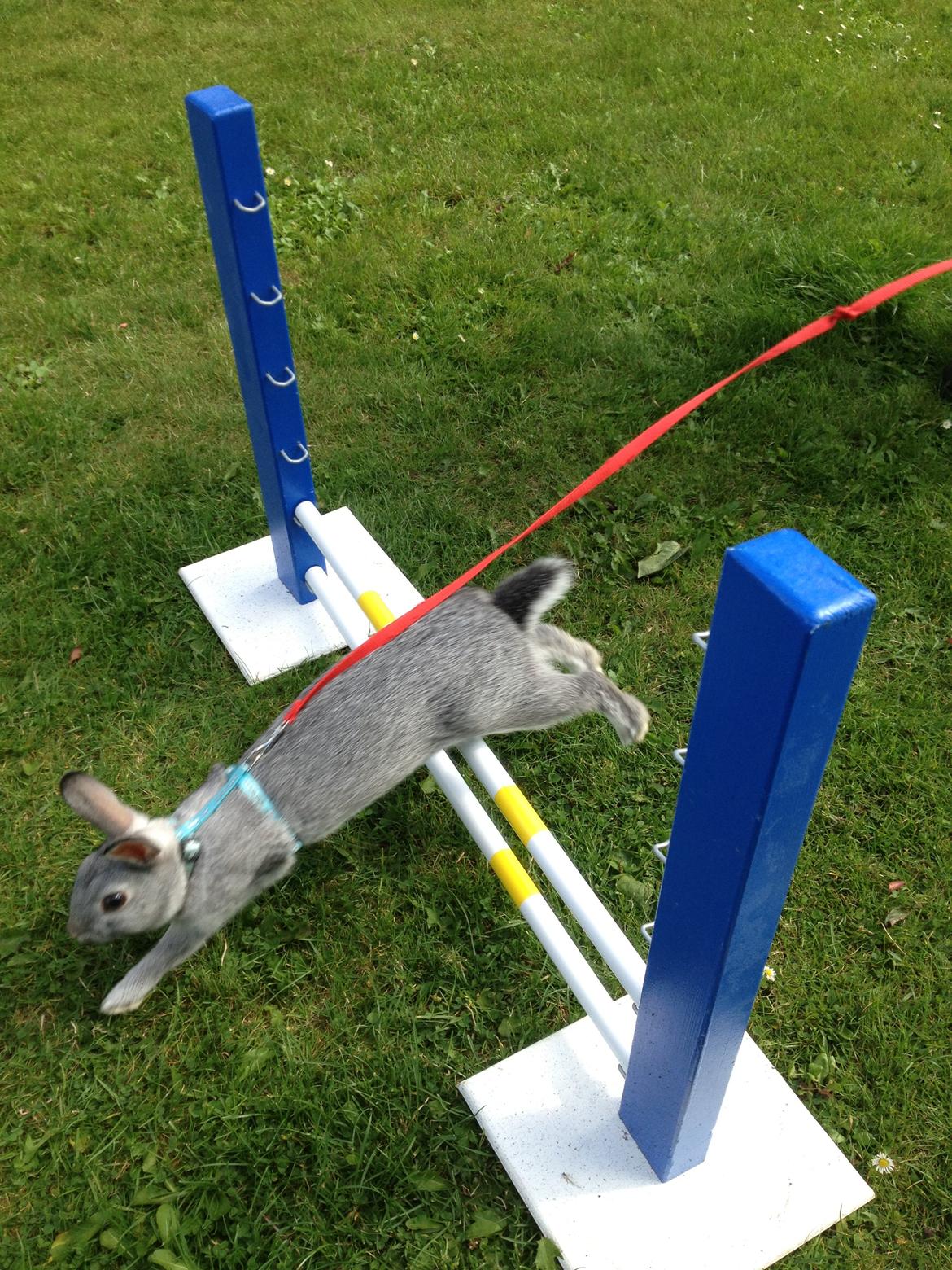 Kanin Ingemanns Silver Lightning. billede 3