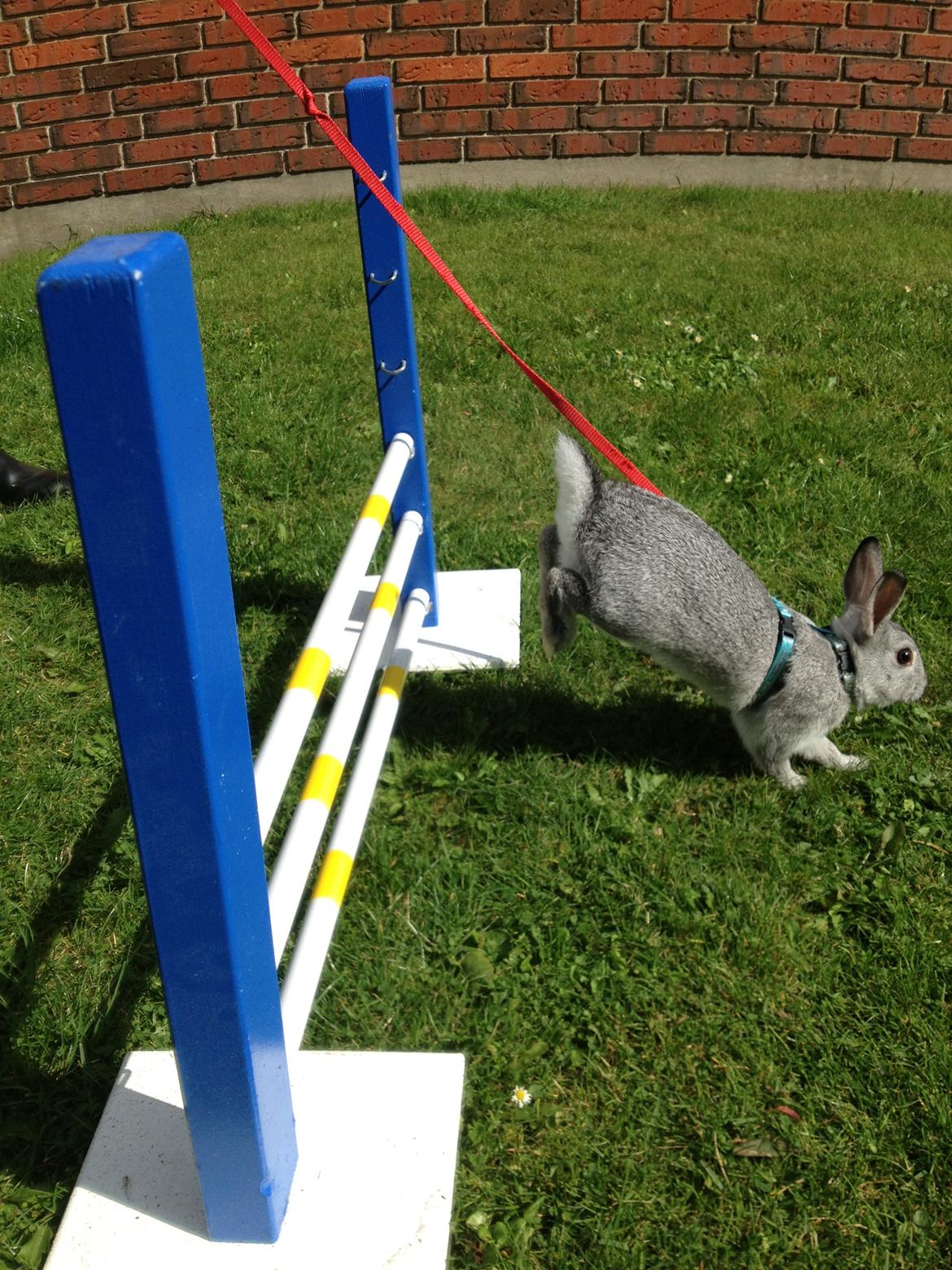 Kanin Ingemanns Silver Lightning. billede 11