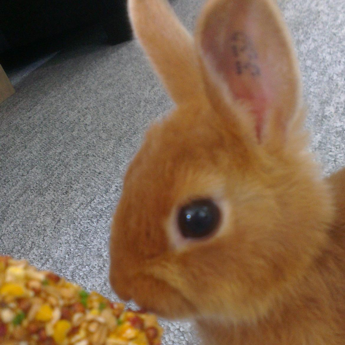 Kanin Luke billede 2