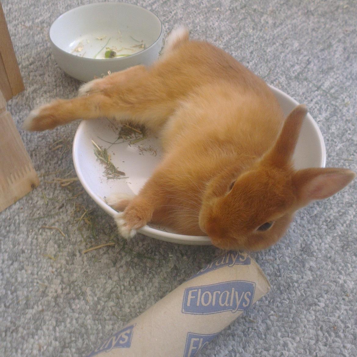 Kanin Luke billede 3