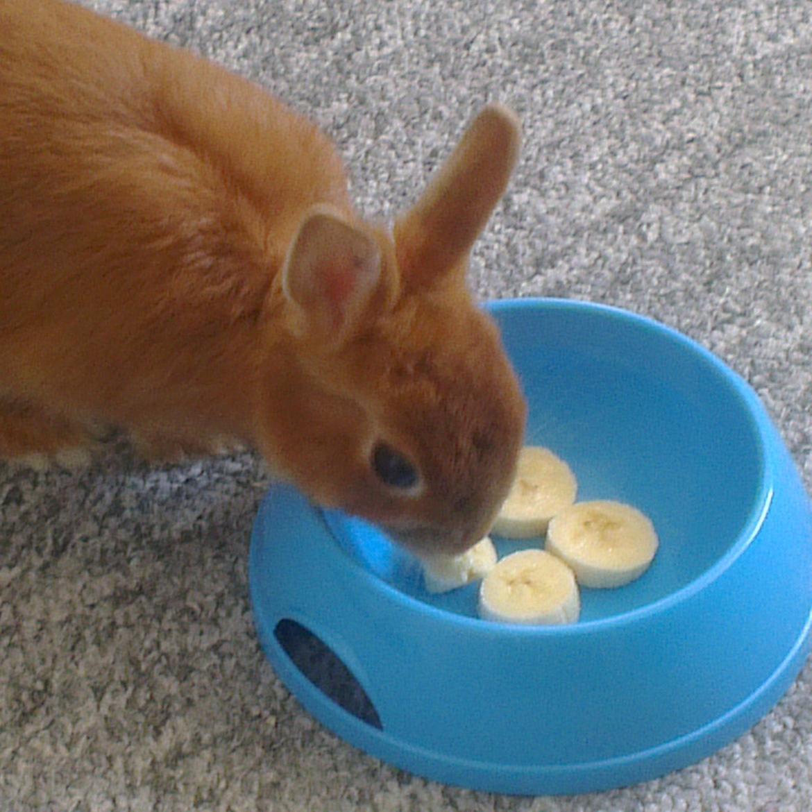 Kanin Luke billede 4