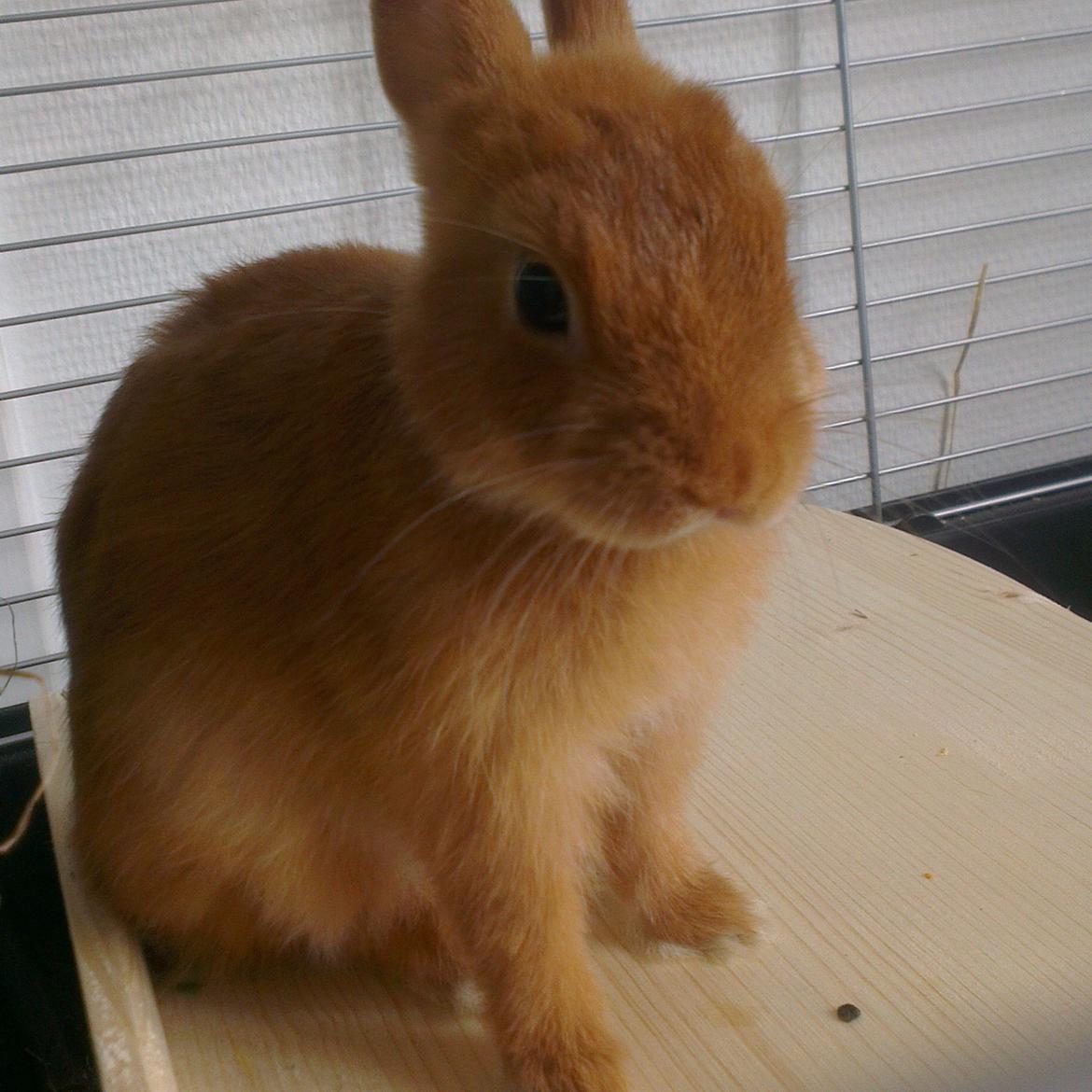 Kanin Luke billede 5