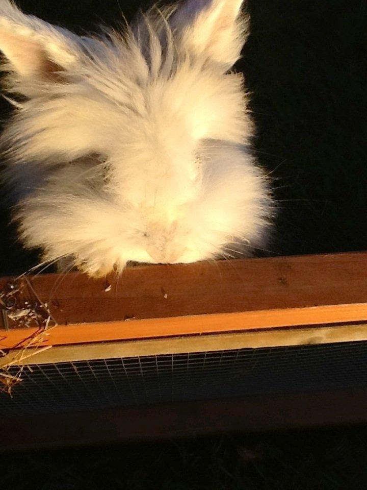 Kanin Silver R.I.P (himmel gnaver) billede 1