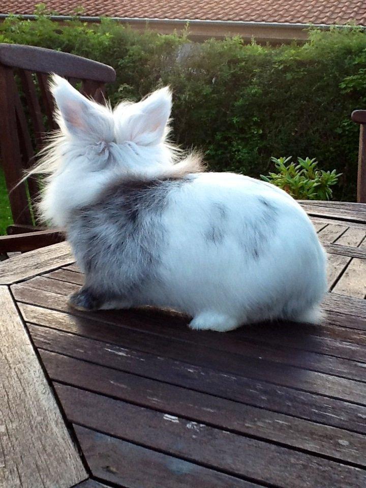 Kanin Silver R.I.P (himmel gnaver) billede 2