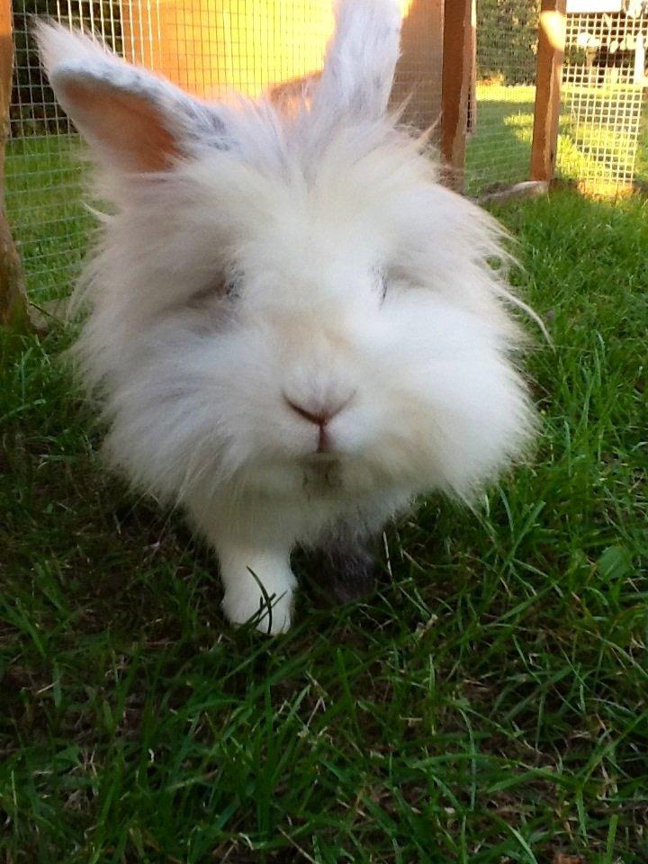 Kanin Silver R.I.P (himmel gnaver) billede 3