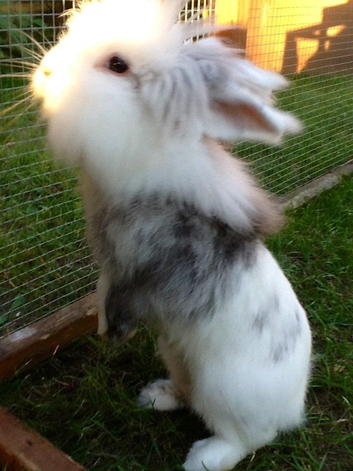 Kanin Silver R.I.P (himmel gnaver) billede 5