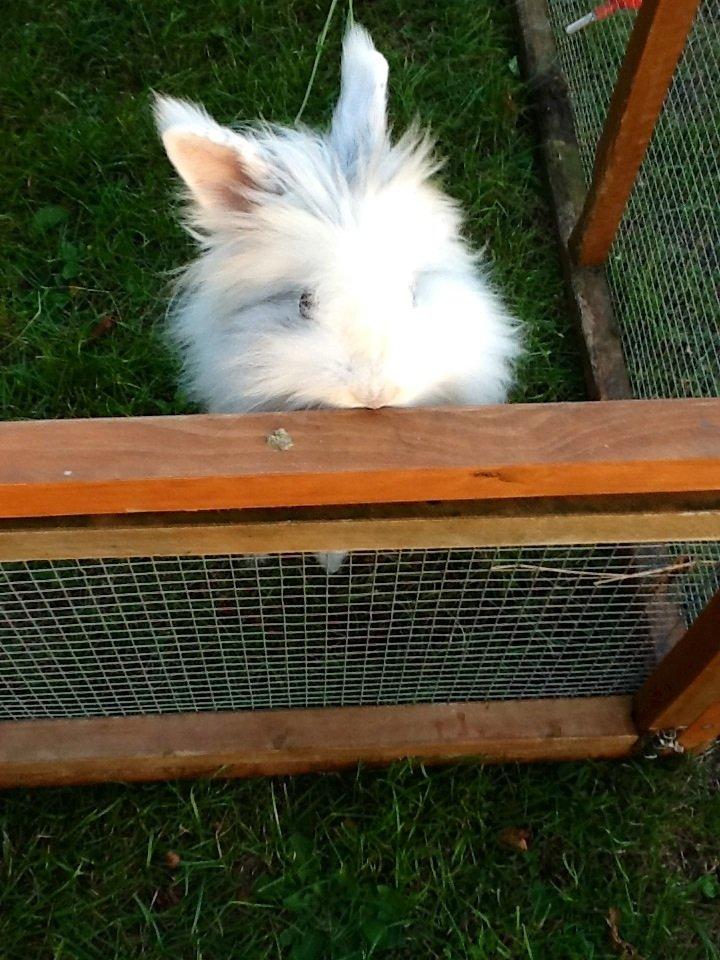 Kanin Silver R.I.P (himmel gnaver) billede 4