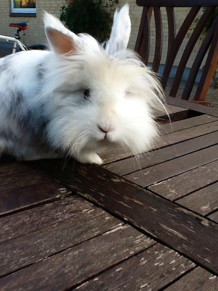 Kanin Silver R.I.P (himmel gnaver) billede 6