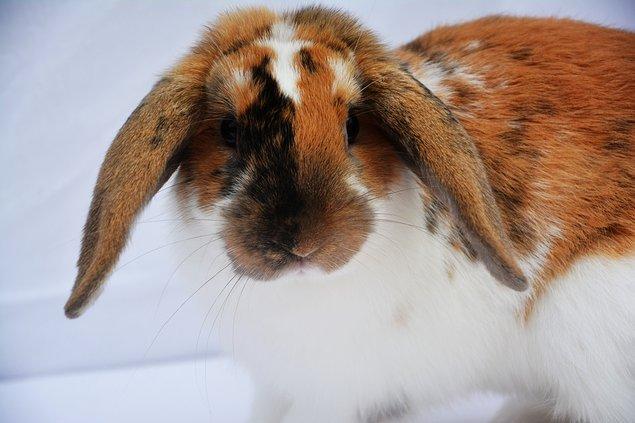 Kanin Lyngs Bootstrap billede 8