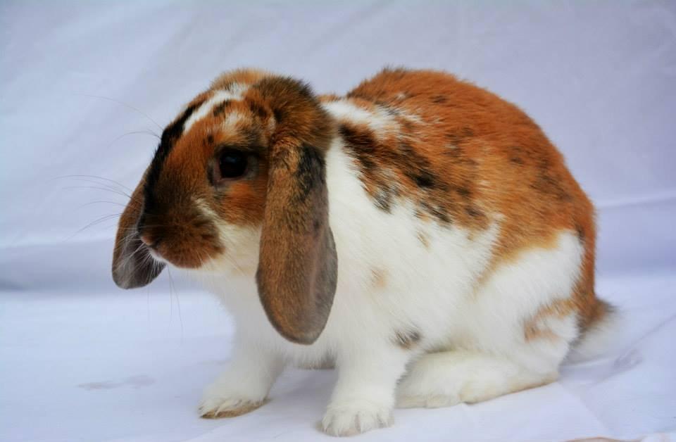 Kanin Lyngs Bootstrap billede 10