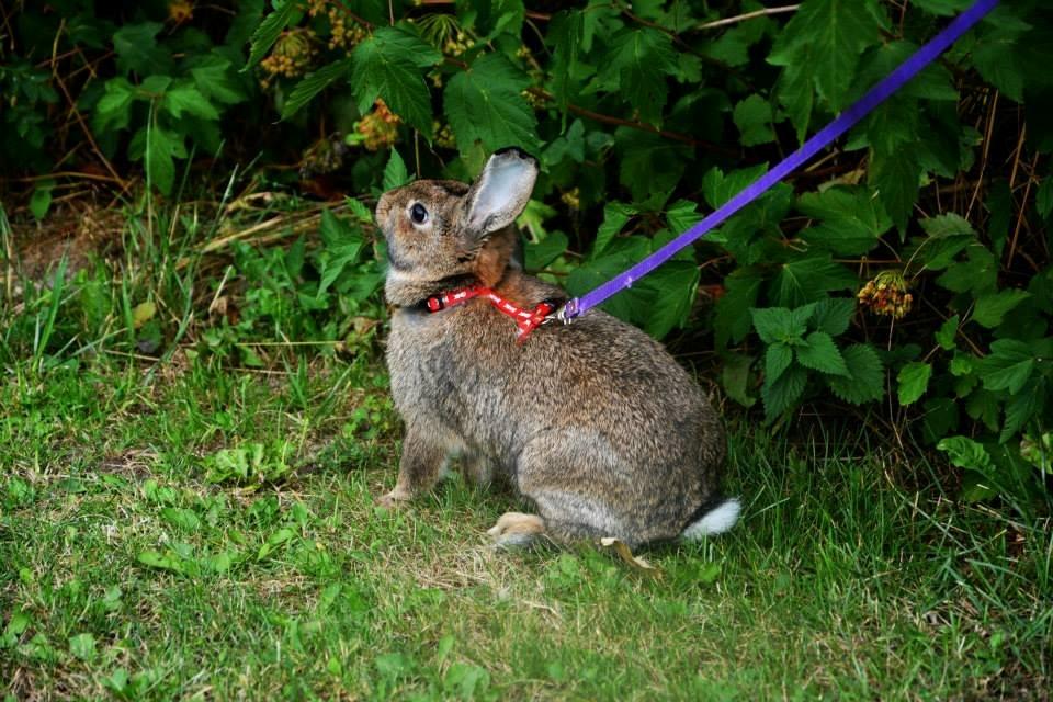 Kanin Lyngs Zero To Hero billede 11