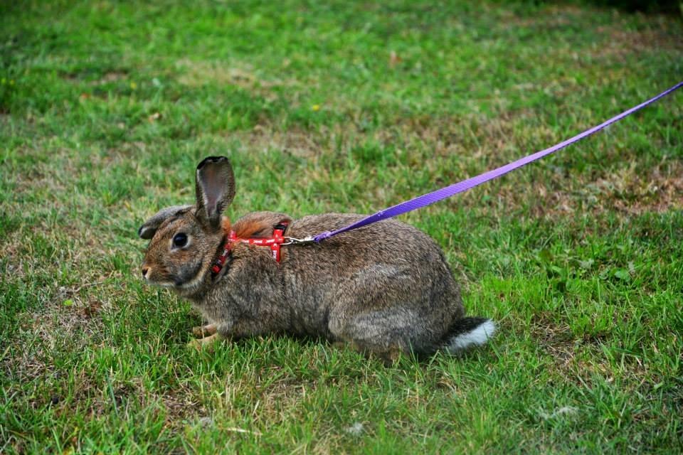 Kanin Lyngs Zero To Hero billede 8